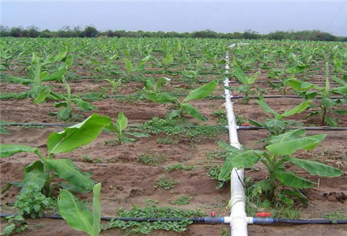 海藻肥料適合作物 海藻肥料適合作物