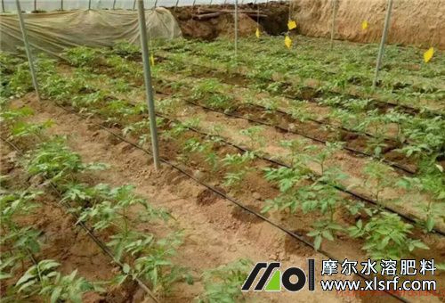 硝態(tài)氮肥特點 硝態(tài)氮肥特點