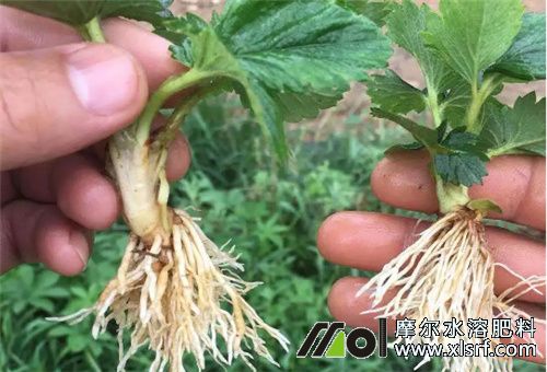 草莓生根養(yǎng)根 草莓生根養(yǎng)根