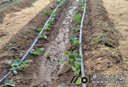 滴灌水溶肥 滴灌水溶肥