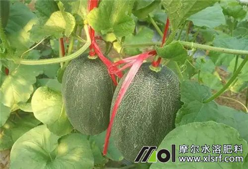 哈密瓜膨大期追肥 哈密瓜膨大期追肥
