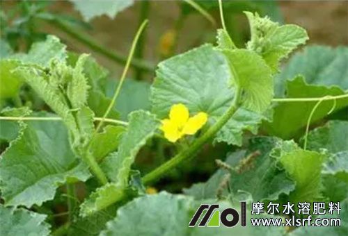 哈密瓜花果期追肥 哈密瓜花果期追肥