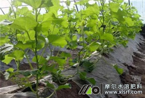 哈密瓜苗期追肥 哈密瓜苗期追肥