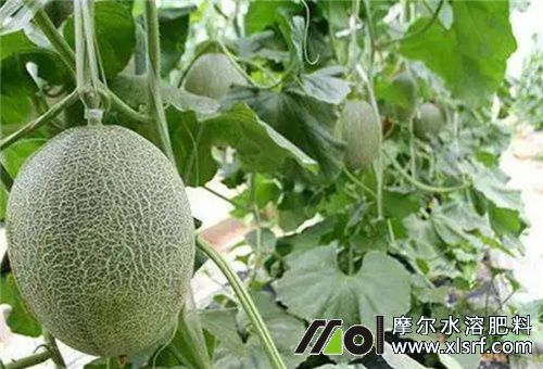 哈密瓜種植 哈密瓜種植