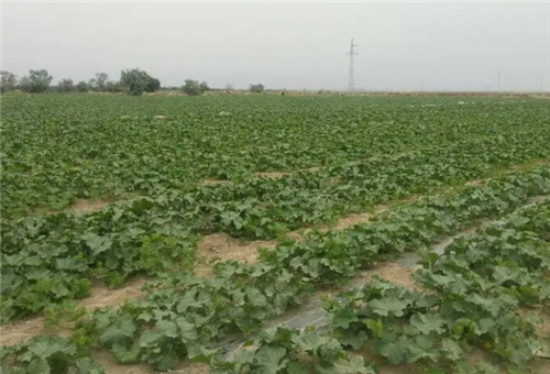 哈密瓜施肥注意 哈密瓜施肥注意