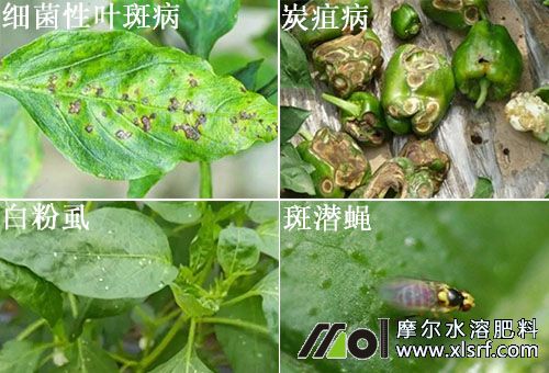 青椒病蟲害 青椒病蟲害