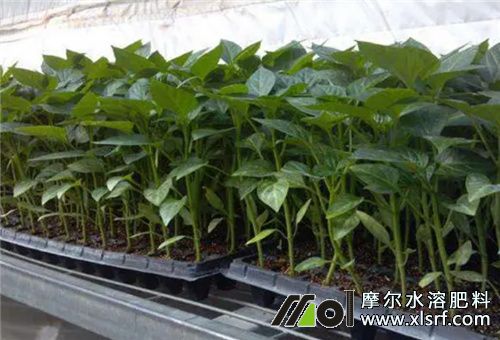 青椒育苗 青椒育苗