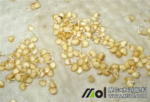 青椒品種種子 青椒品種種子