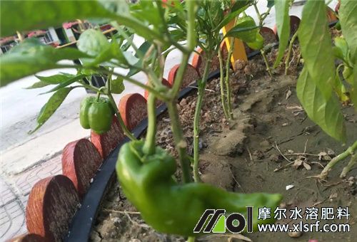 青椒結(jié)果期施肥 青椒結(jié)果期施肥