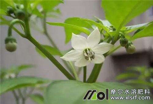 青椒花前期施肥 青椒花前期施肥