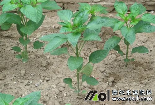 青椒苗期施肥 青椒苗期施肥