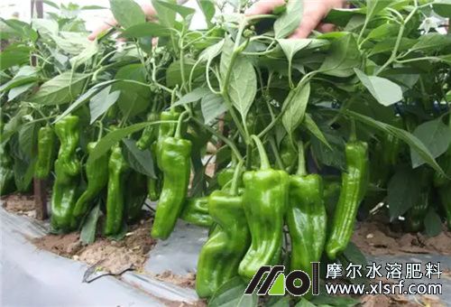 青椒種植 青椒種植