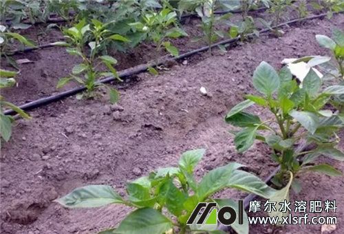 青椒滴灌追肥 青椒滴灌追肥