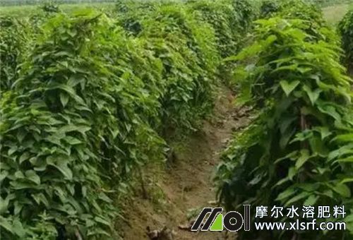 山藥種植施水溶肥 山藥種植施水溶肥