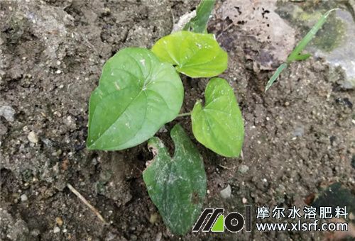 山藥苗期 山藥苗期