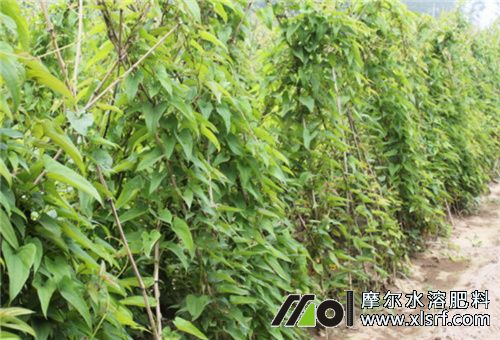 山藥發(fā)棵期 山藥發(fā)棵期