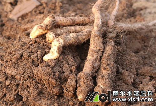 山藥塊莖膨大期 山藥塊莖膨大期