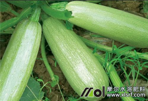 西葫蘆盛果期 西葫蘆盛果期