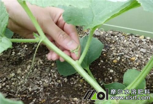 香瓜伸蔓期用肥 香瓜伸蔓期用肥