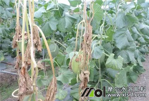 香瓜坐果不長(zhǎng)原因2 香瓜坐果不長(zhǎng)原因2