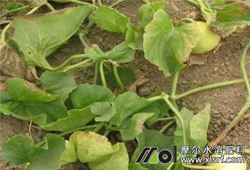 香瓜坐果不長(zhǎng)原因3 香瓜坐果不長(zhǎng)原因3