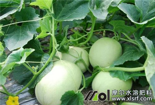 香瓜不長(zhǎng)原因 香瓜不長(zhǎng)原因