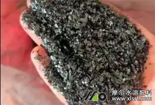 海藻素作用 海藻素作用