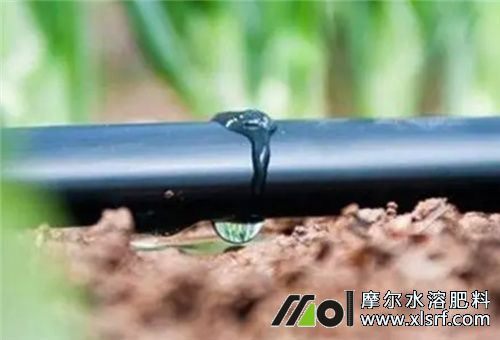 水溶肥采用滴灌施肥 水溶肥采用滴灌施肥