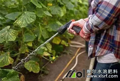 種植黃瓜注意 種植黃瓜注意