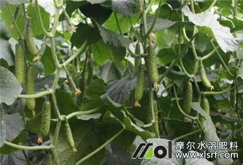 大棚黃瓜施肥策略 大棚黃瓜施肥策略
