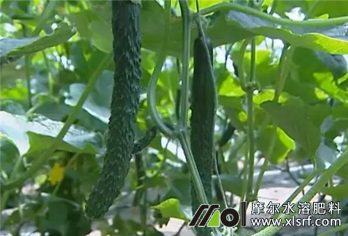 大棚黃瓜結(jié)瓜期 大棚黃瓜結(jié)瓜期