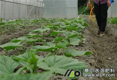 大棚黃瓜苗期 大棚黃瓜苗期