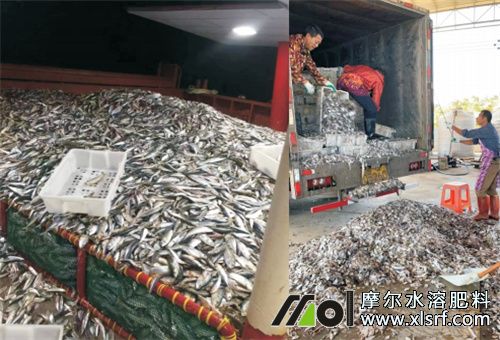 柑橘果樹用魚蛋白肥好處 柑橘果樹用魚蛋白肥好處