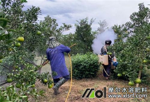 魚蛋白肥噴施 魚蛋白肥噴施