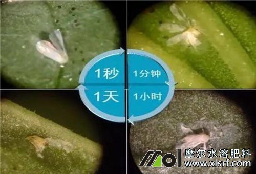 飛防助劑是否明顯 飛防助劑是否明顯