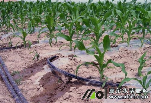 夏季為什么用水溶肥 夏季為什么用水溶肥