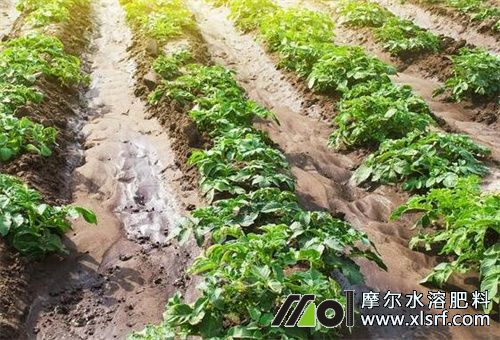 水溶性肥技巧及注意 水溶性肥技巧及注意