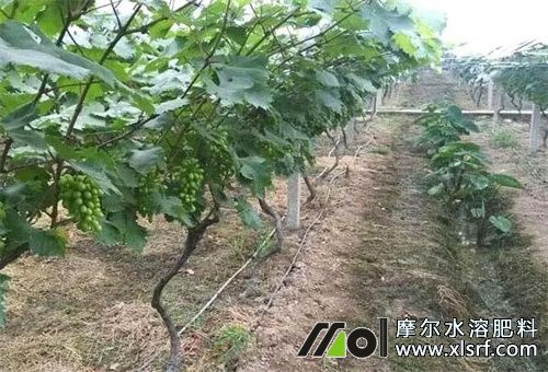 水溶肥正確用法 水溶肥正確用法